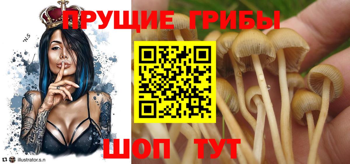 цена наркотик  Вход с VPN  Усть-Джегута  Галлюциногенные грибы GOLDEN TEACHER 